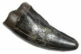 Serrated, Tyrannosaur (Nanotyrannus) Tooth - Montana #350402-1